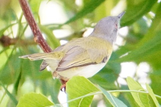 Camaroptera brachyura - Grünmantel-Bogenflügel (Grünrücken-Camaroptera, Grünmantelgrasmücke)